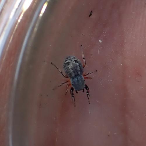 Réf. 322 761 : Ballus rufipes